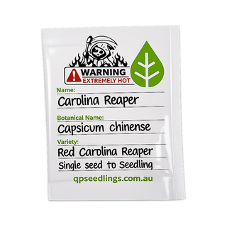 Carolina Reaper Seeds (Capsicum chinense)