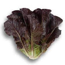 Load image into Gallery viewer, Cos (Red) Lettuce Seedlings

