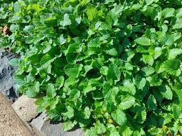 Lemon Balm Seedlings
