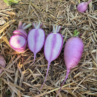 Radish (Tie-Die) - Quality Plants & Seedlings