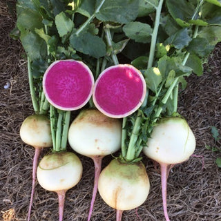 Radish (Watermelon) - Quality Plants & Seedlings