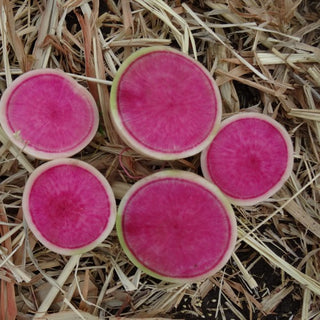 Radish (Watermelon) - Quality Plants & Seedlings