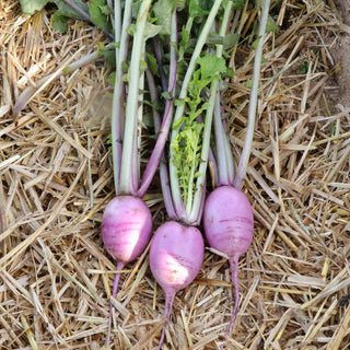 Radish (Tie-Die) - Quality Plants & Seedlings