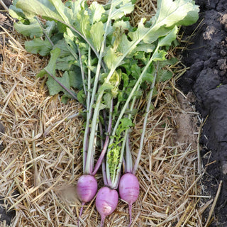 Radish (Tie-Die) - Quality Plants & Seedlings