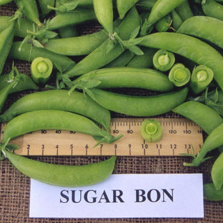 Sugar Snap Pea - Quality Plants & Seedlings