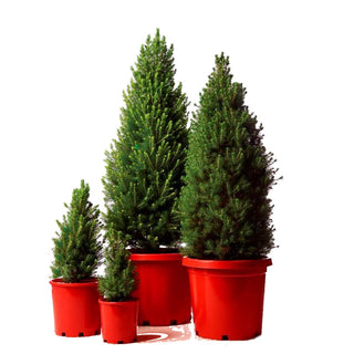 Christmas Tree - Picea glauca