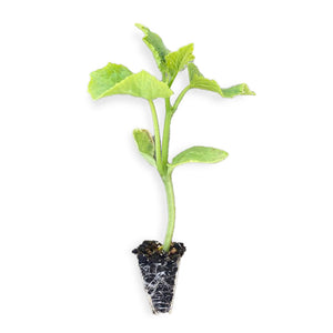Cucumber (Mini Fingers) Seedlings