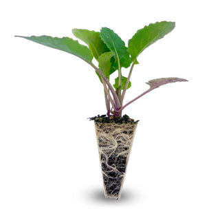 Radish (Tie-Die) - Quality Plants & Seedlings