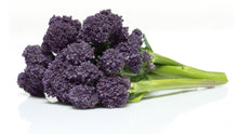 Load image into Gallery viewer, Purple Bunching Broccoli Seedlings
