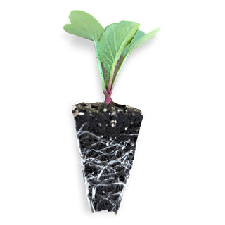Radish