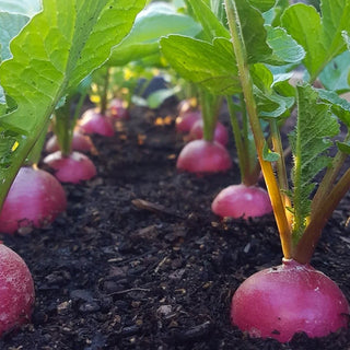 Radish