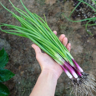 Spring Onion Seedlings (Red)