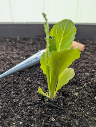 Wood & Steel Dibber – The Gardener's Best Friend for Precision Planting