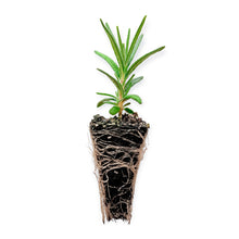 Load image into Gallery viewer, Rosemary Seedlings
