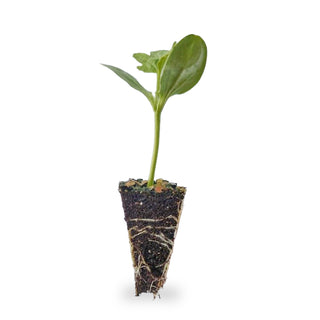 Watermelon Seedlings (Sugar Baby)