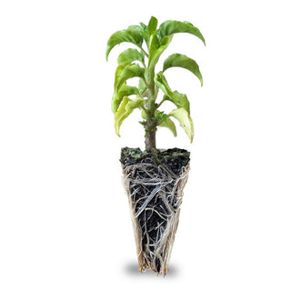 Trinidad Scorpion Seedlings (Yellow)