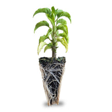 Load image into Gallery viewer, Trinidad Scorpion Seedlings

