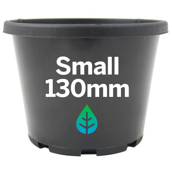 130mm Pot Plant