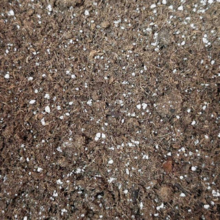 QPS Seedling Mix 🌱 - Quality Plants & Seedlings