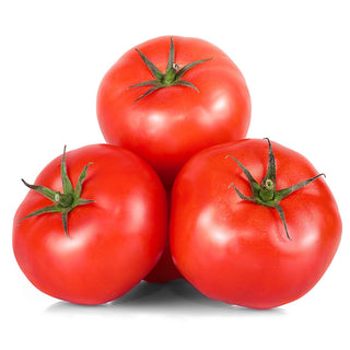 Tomato Seedling (Grosse Lisse)