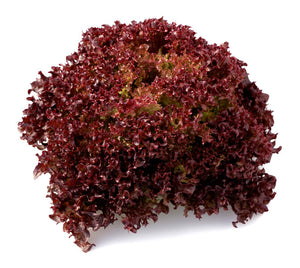 Red Coral Lettuce Seedling