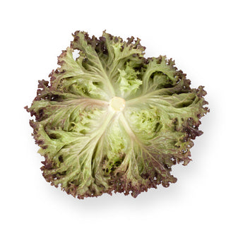 Red Coral Lettuce Seedling