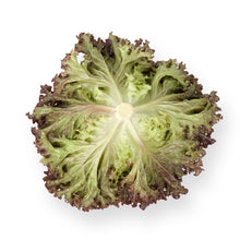 Load image into Gallery viewer, Red Coral Lettuce Seedling
