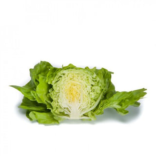 Butter Lettuce Seedlings - Quality Plants &  Seedlings