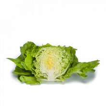 Load image into Gallery viewer, Butter Lettuce Seedlings - Quality Plants &amp;  Seedlings
