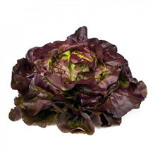 Load image into Gallery viewer, Red Butter Lettuce Seedling
