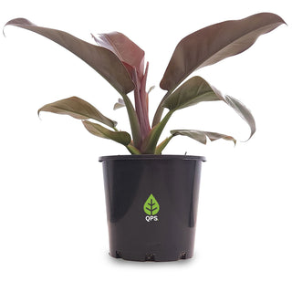 Philodendron erubescens Imperial Red
