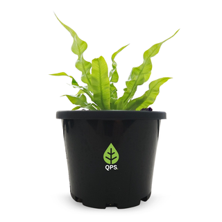 Asplenium nidus Crispy Wave Fern