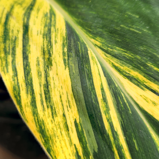Alpinia zerumbet Variegata