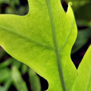 Phlebodium aureum Blue Star