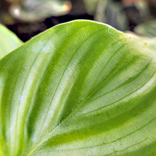 Calathea orbifolia