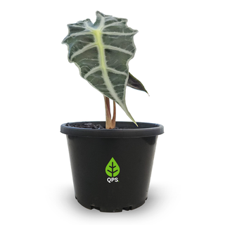Alocasia amazonica Dwarf
