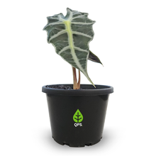 Load image into Gallery viewer, Alocasia &#39;Amazonica Dwarf&#39;
