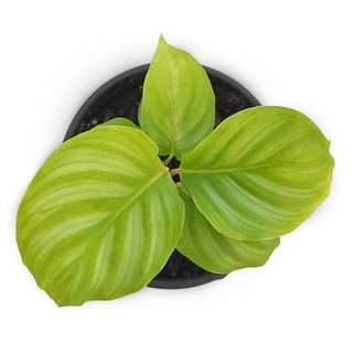 Calathea orbifolia