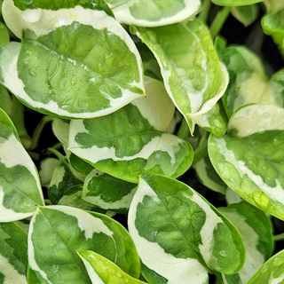 Epipremnum aureum Njoy