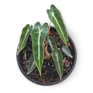 Alocasia amazonica Bambino Arrow