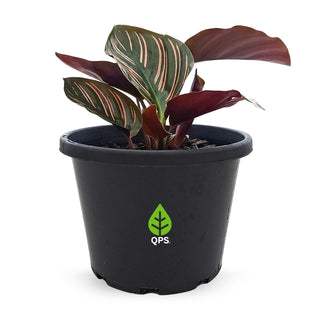 Calathea sanderiana