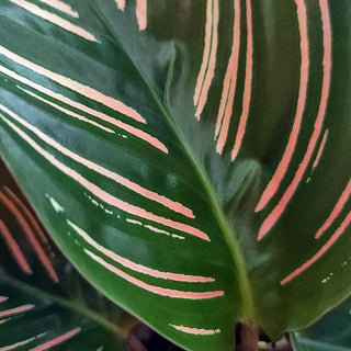 Calathea sanderiana