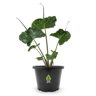Alocasia macrorrhiza Stingray