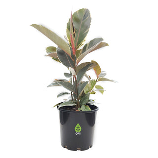 Ficus elastica Tineke