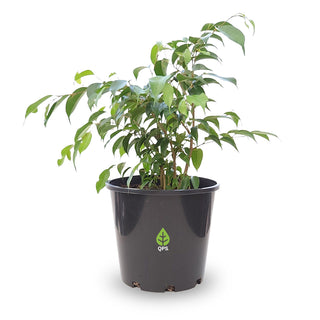 Ficus benjamina Evergreen