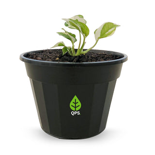 Epipremnum aureum Njoy
