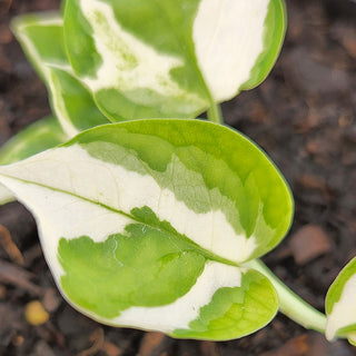 Epipremnum aureum Njoy