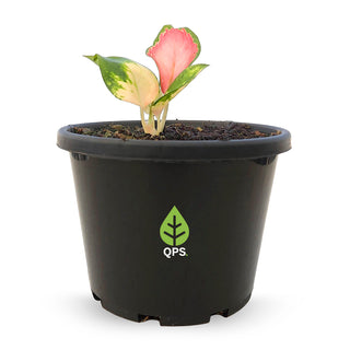 Aglaonema commutatum Spitfire