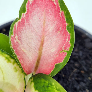Aglaonema commutatum Spitfire
