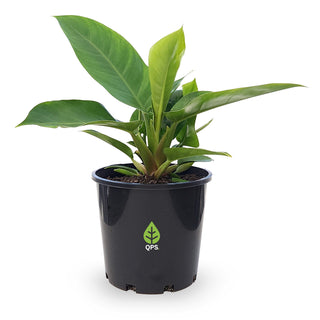 Philodendron erubescens Imperial Green